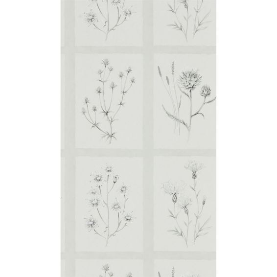 Little Thistles Wallpaper 216512 by Sanderson in Pewter Grey