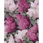 Lilac Grandiflora 2 Roll Set Wallpaper 15045 by Cole & Son