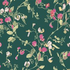 Sweet Pea Wallpaper 115 11033 by Cole & Son in Cerise Pink
