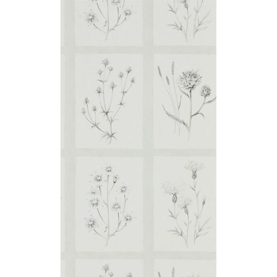 Little Thistles Wallpaper 216512 by Sanderson in Pewter Grey