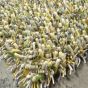 Spring Shaggy Rugs by Brink & Campman 59107