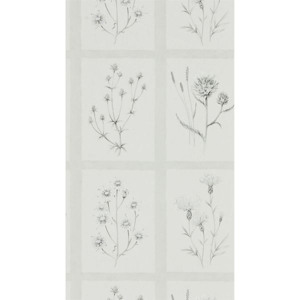 Little Thistles Wallpaper 216512 by Sanderson in Pewter Grey