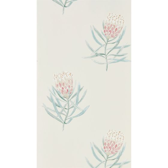 Protea Flower Wallpaper 216330 by Sanderson in Porcelain Blush